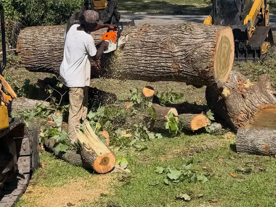 Crew cutting a felled trunk with a chainsaw beside the CAT 308 excavator on a Claxton, GA tree removal