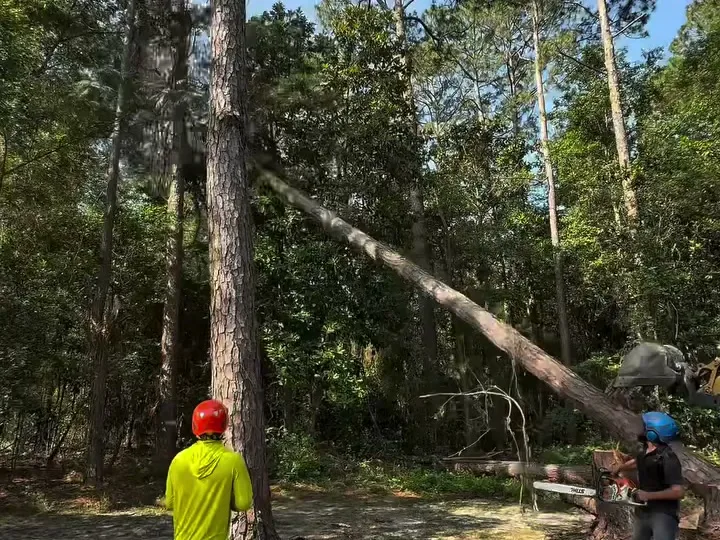 Pine tree coming down mid-fell with the crew watching clear